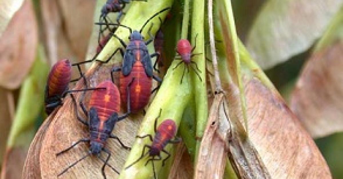 Late Summer Means Boxelder Bug Season Wisconsin Public Radio
